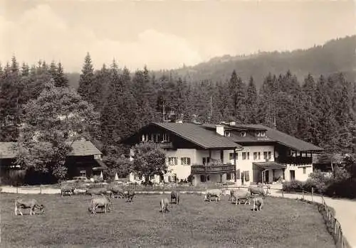 A132 Österreich Gaestehaus Alpengut Elmau RPPC Kühe Vintage Postkarte