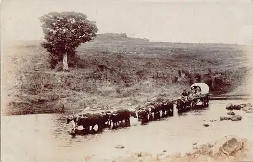 Südafrikaathe überquert Fluss mit Ochsen gezogener Kutsche RPPC Vintage Postkarte