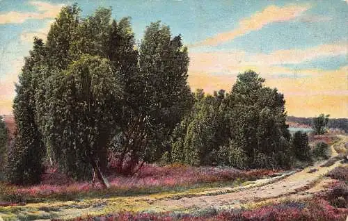 Deutschland 1909 Lüneburger Heide Wachhoderhain Bei Einzingen Baum Vintage Postkarte