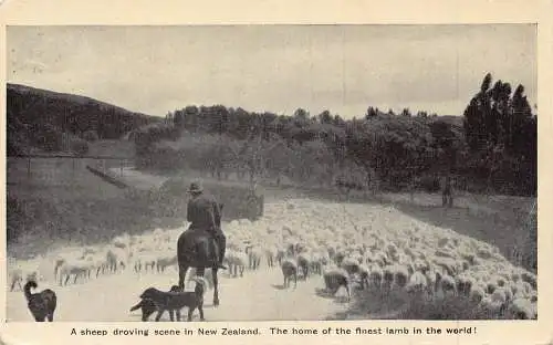 Neuseeland Schafe treibende Szene Hunde Schäferhund Herde Vintage Postkarte