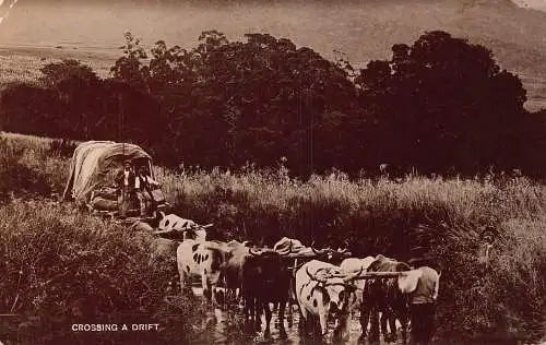 Südafrika überquert einen Treibviehwagen Ochse Vintage Postkarte