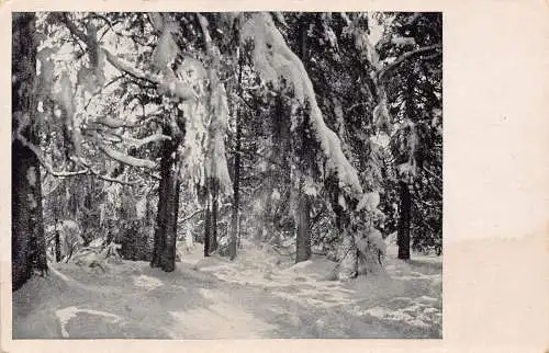 Deutschland Winter im Wald Schneelandschaft Vintage Postkarte