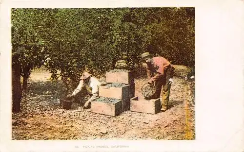 USA Kalifornien Pflücken Pflaumen, Plumes Arbeiter im Obstgarten Vintage Postkarte