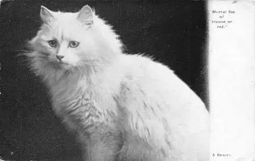 Sterblicher Feind der Maus oder Ratte Eine Schönheit der weißen flauschigen Katze Vintage Postkarte