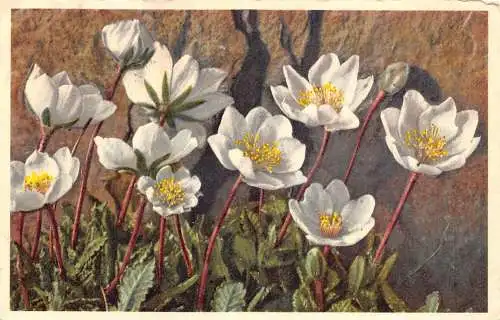 Blumen 1956 Dryas Octopetala Silberwurz Whyte Dryas Vintage Postkarte