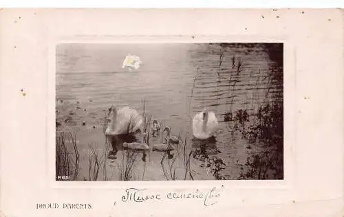 Russland 1909 Stolze Eltern Schwäne und Cygnets am Passepartoutsee Postkarte