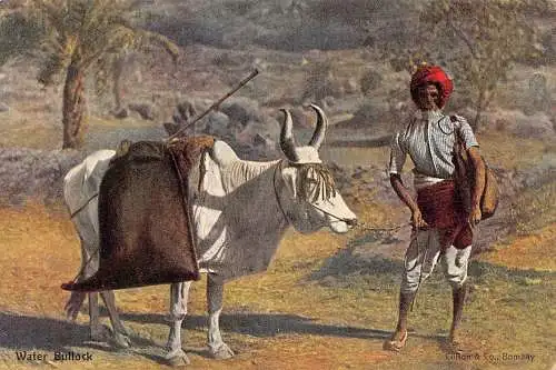 A993 Indien Wasser Bullock Carrier Ureinwohner alter Mann Bauer ethnischer Typ Postkarte