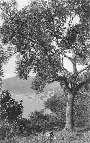 B016 Italien Alassio Strandblick Baum Vintage Postkarte