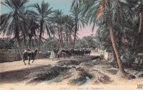 B019 Algerien Biskra Route de Touggouri Kamele Vintage Postkarte