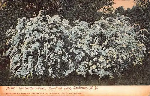USA New York Rochester Highland Park Vanhouttes Spirea Blumen Vintage Postkarte