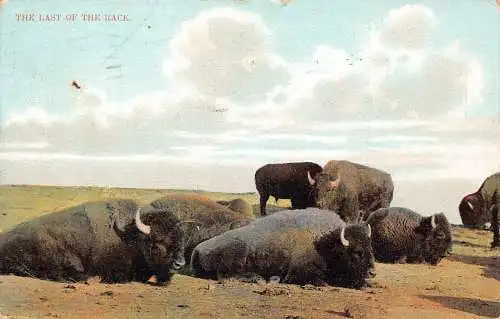 Kanada 1906 The Last of the Race Herd of Bisons Vintage Postkarte