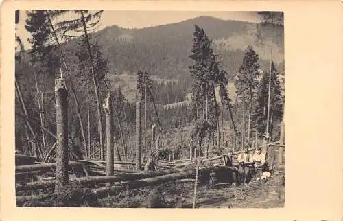 L322 Deutschland Bayerischer Wald Abholzungsarbeiter RPPC Vintage Postkarte