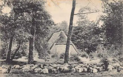 L320 Deutschland 1918 Lüneburger Heide Schnuckenstall mit Herde Schafe Postkarte
