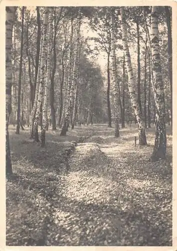 A083 Deutschland unbekannte Birken Waldweg Vintage Postkarte