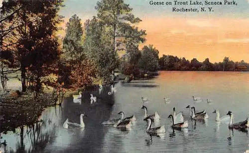 B029 US Rochester New York Gänse am Trout Lake Seneca Park Vintage Postkarte