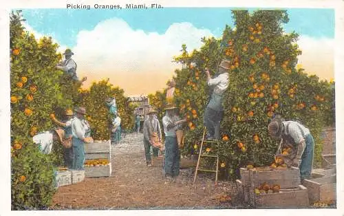 B029 US Picking Oranges Miami Florida Workers Vintage Postkarte