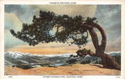 B030 US Yosemite National Park Storm Scarred Pine Sentinel Dome Postkarte