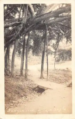B033 Trinidad und Tobago Banyan Baum Echt Foto Vintage Postkarte