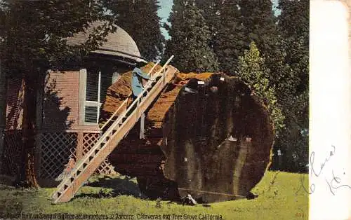 US 1908 Haus gebaut auf Stump Calaveras Big Tree Grove Kalifornien Postkarte