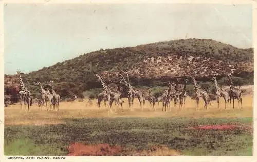 Kenia Giraffe Athi Plains Vintage Postkarte