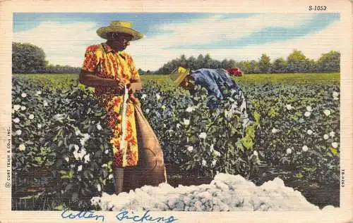 B043 Ethnische Amerikanische Sklaven pflücken Baumwolle auf dem Feld Vintage Postkarte