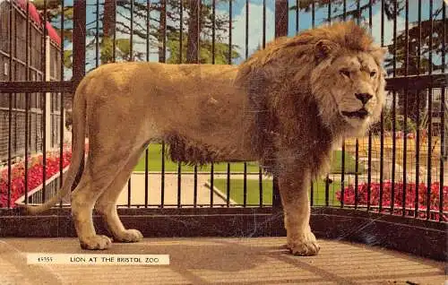 Wilde Tiere Löwe im Zoo von Bristol im Käfig Vintage Postkarte