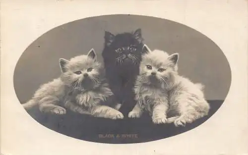 Passepartout 1910 schwarz-weiße flauschige Kätzchen Katzen Vintage Postkarte