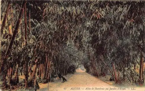 Algerien Algier Alger Allee de Bambous au Jardin d'Essai Vintage Postkarte