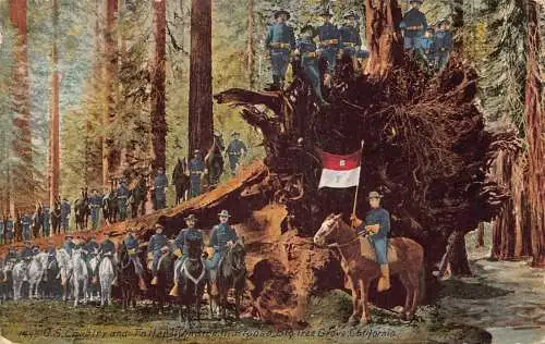 USA 1912 Calvary & Fallen Monarch Mariposa Big Tree Grove Kalifornien Postkarte