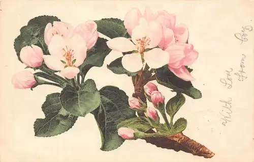 Blumen 1904 Blüte Baum Zweig mit Blättern Vintage Postkarte