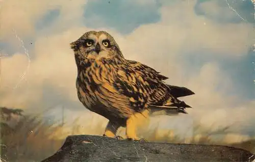 Vögel - Kurzohreule Vintage Postkarte