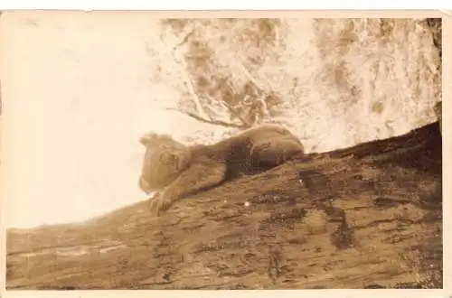 Echtfoto von Koalabären auf Baum liegend Vintage Postkarte