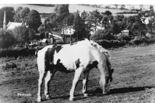 England 1970 Pentyrch Pferd Vintage Postkarte