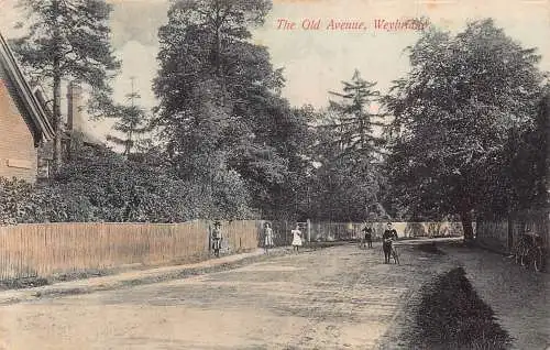 England 1907 Weybridge The Old Avenue Vintage Postkarte