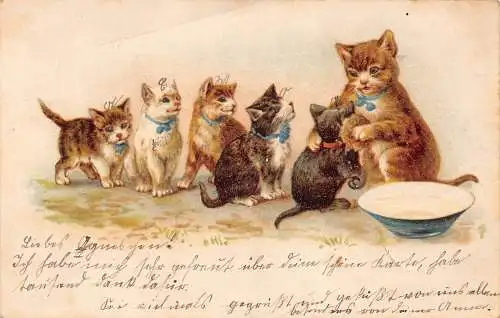 B045 Tiere vermenschlichte Mutter Katze und Kätzchen Milchnapf 1902 Postkarte