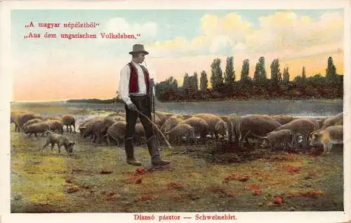 B052 Ungarn 1910 Diszno pasztor Schwein Schäferhund Ethno Vintage Postkarte