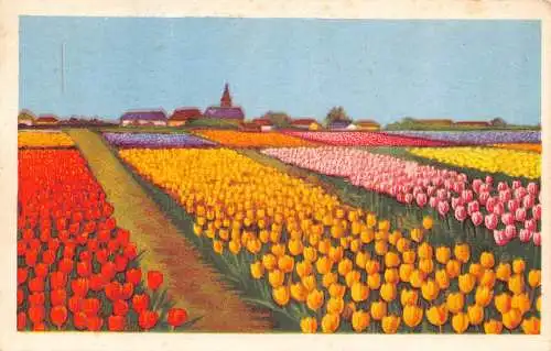 B027 Niederlande Tulpenfeld Vintage Postkarte