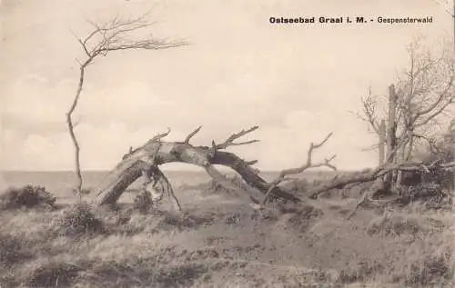 L185 Deutschland 1926 Ostseebad Graal i M Gespensterwald Vintage Postkarte
