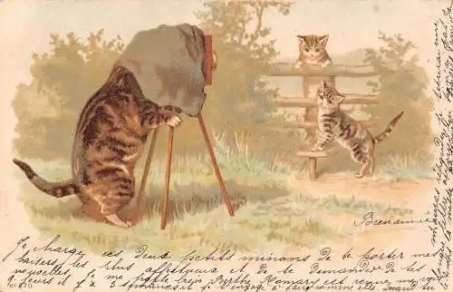 L081 Frankreich 1901 Foto Katzen vermenschlicht Comic Humor Postkarte