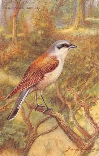 Art Rad Backed Shrike Bird Vintage Postkarte