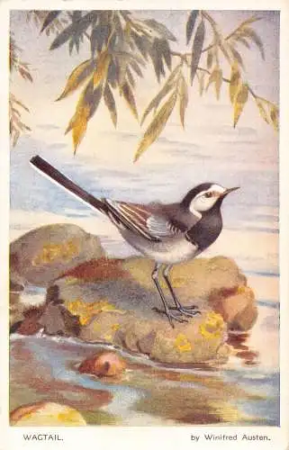 Kunst Bachstelze Vogel von Winifred Austen Vintage Postkarte