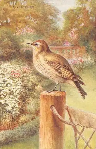 Kunst Fliegenfänger Vogel von Winifred Austen Vintage Postkarte