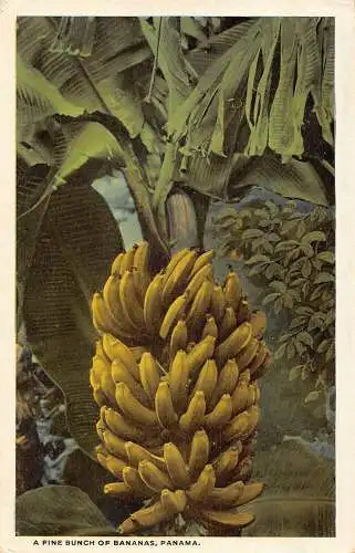 Panama A Fine Bunch of Bananas Vintage Postkarte