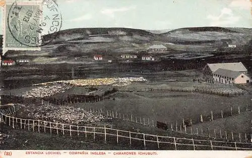 L361 Argentinien 1913 Estancia Lochiel Compania Camarones Döbelschafe Postkarte