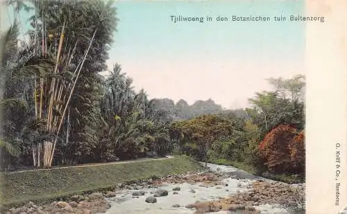 L228 Indonesien Niederländisch-Ostindien Buitenzorg Botanischer Garten Postkarte