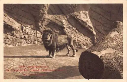 Deutschland Offene Raubtierschlucht Tierpark Zoo Garten Löwe Vintage Postkarte