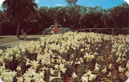 Bermuda 1975 Ecke Osterlilienfeld im Botanischen Garten Vintage Postkarte