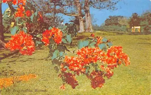 Bermuda 1960 Bougainvillea Blumen Vintage Postkarte