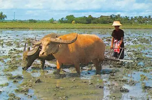 Thailand Anbau von Reis, der das Feld für die Vorbereitung Ochsenpflug Postkarte harken