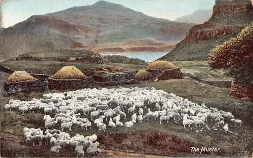 England The Munster Sheep Stone Fence Vintage Postkarte